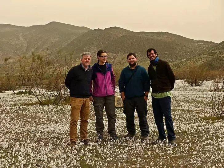 Miembros de Serbal visitando la floración de Linaria nigricans en Tabernas