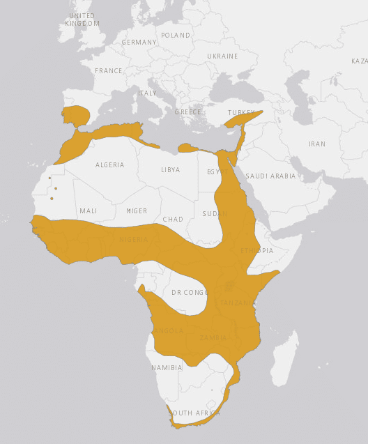 Mapa distribución mundial del meloncillo