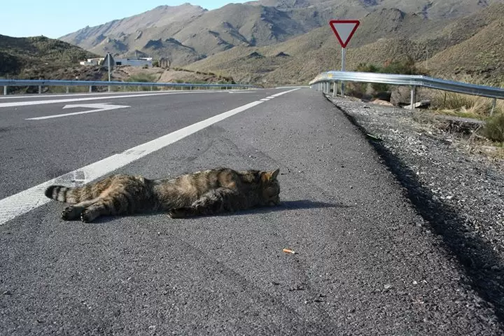 Gato montes atropellado en Almería